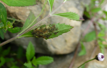 Phaon Crescent caterpillars